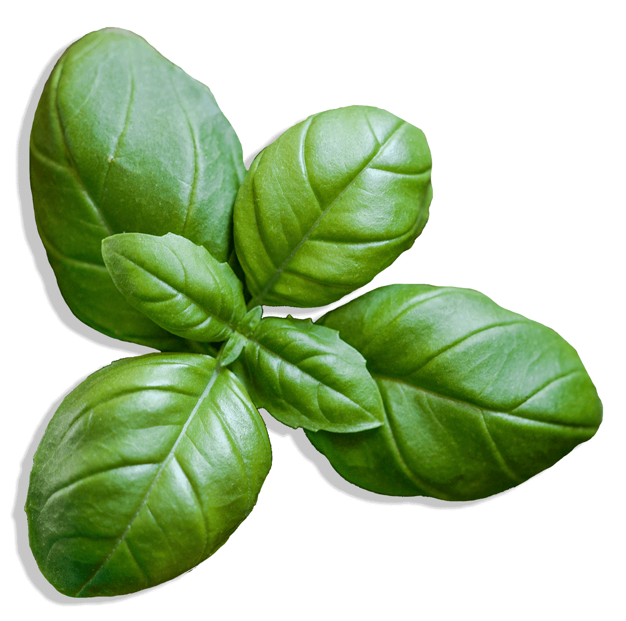 basil